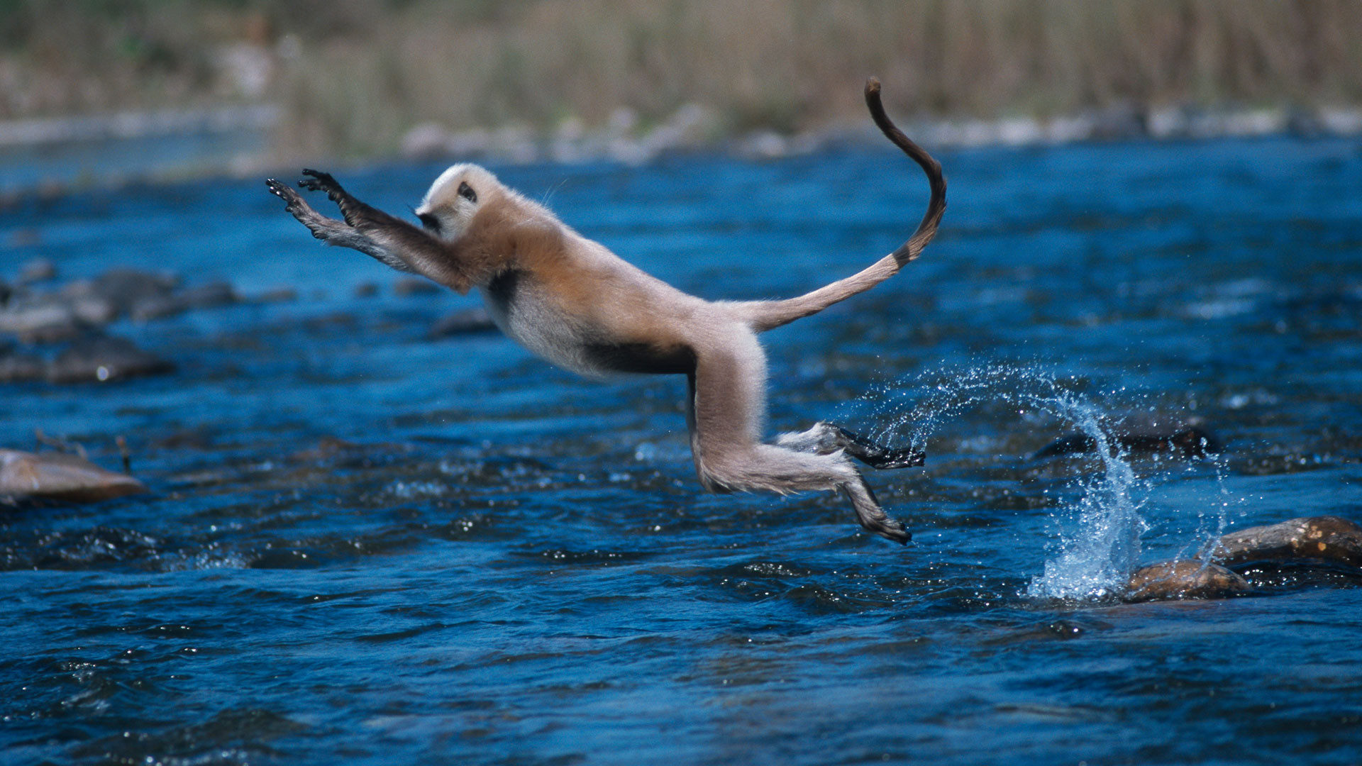 Image of India wildlife