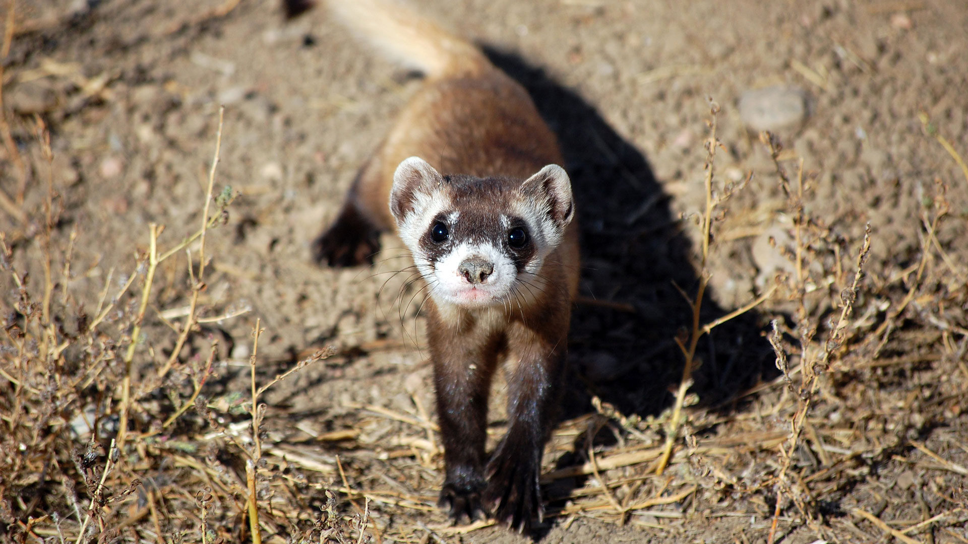 Nature's Miracle Babies baby animal image