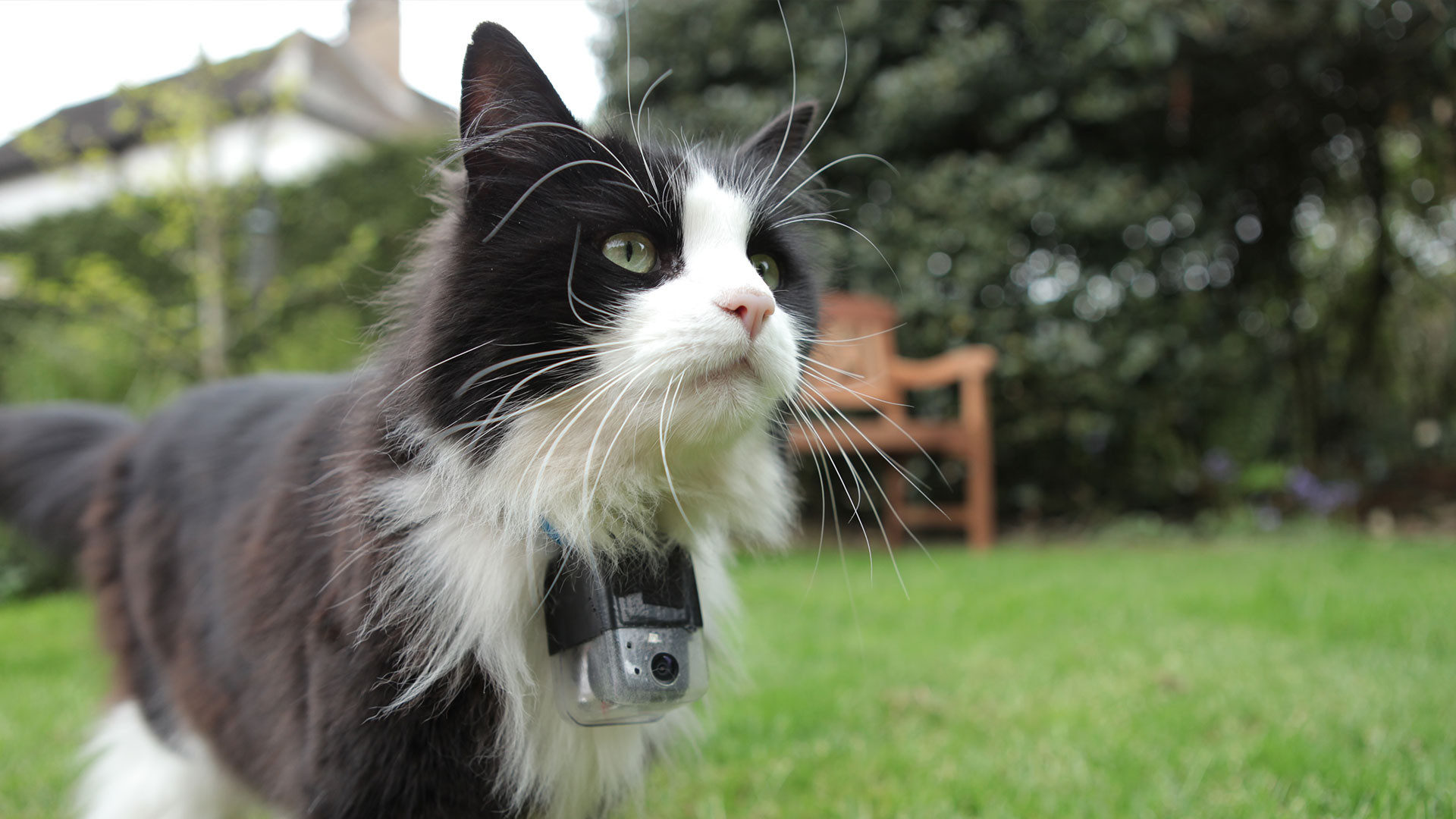 Image of cat with tracking device in yard