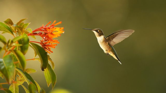 Nature: Super Hummingbirds