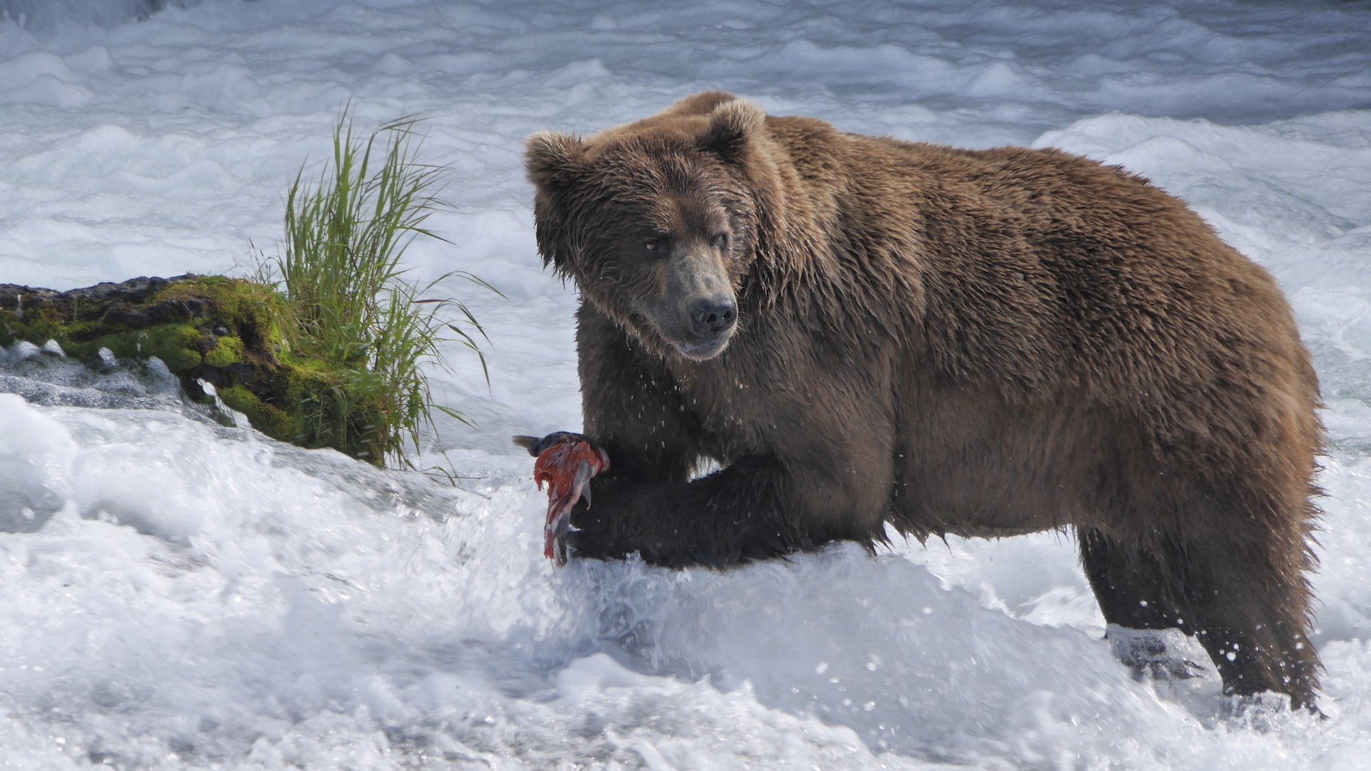 Wild Alaska Live