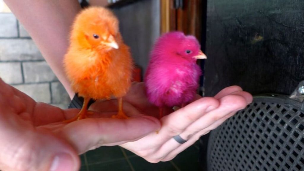 Colorful chicks