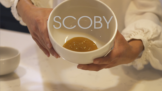 Scoby for Kombucha