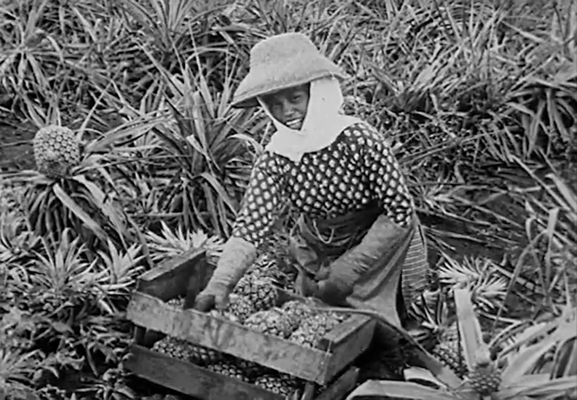 The DelMante pineapple plantation 