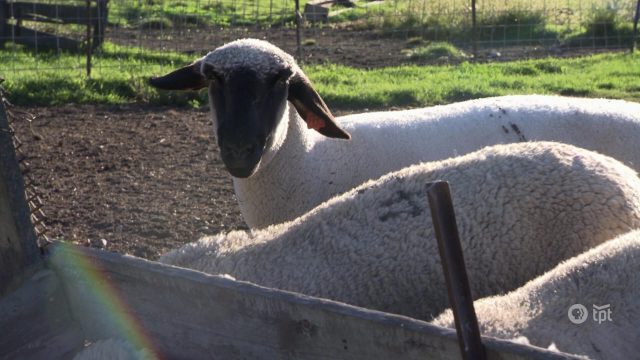 Bobendrier sheep