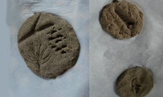 Homemade fossils activity