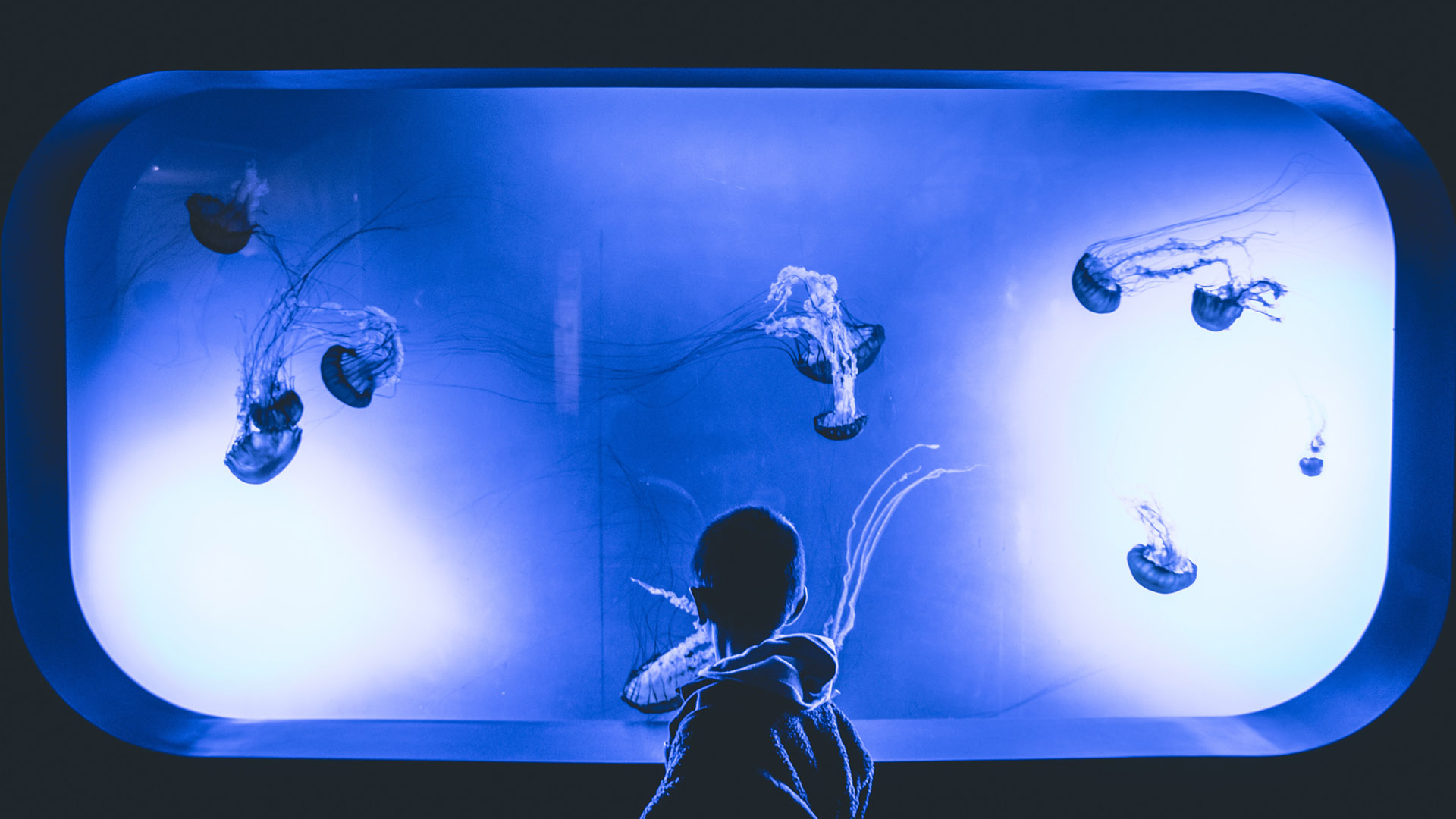 Boy looking at jellyfish at a zoo