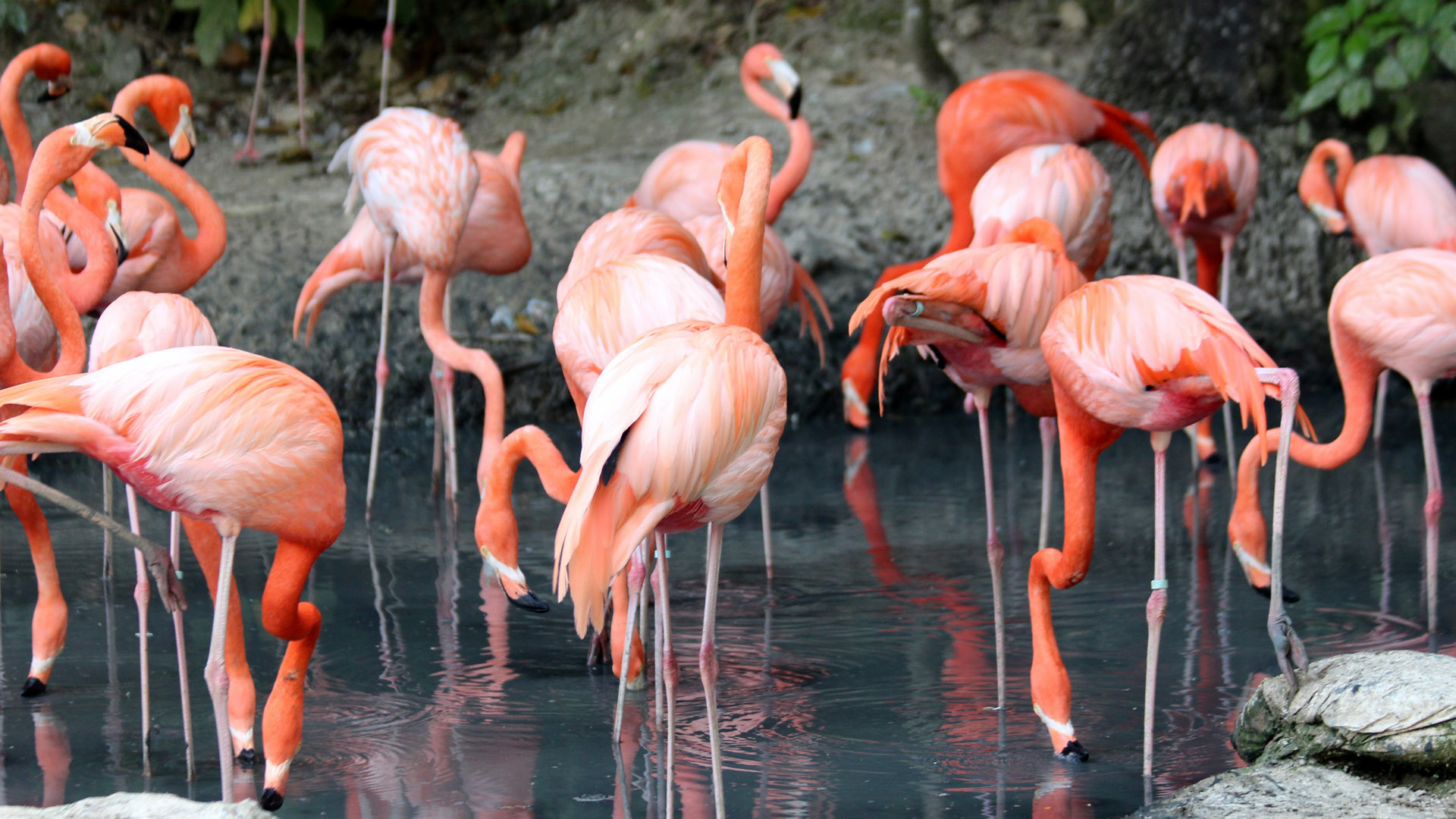 Flamingos at a zoo