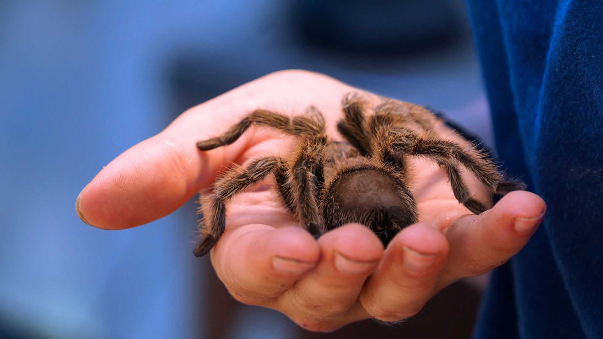 Hand holding a brown tarantula