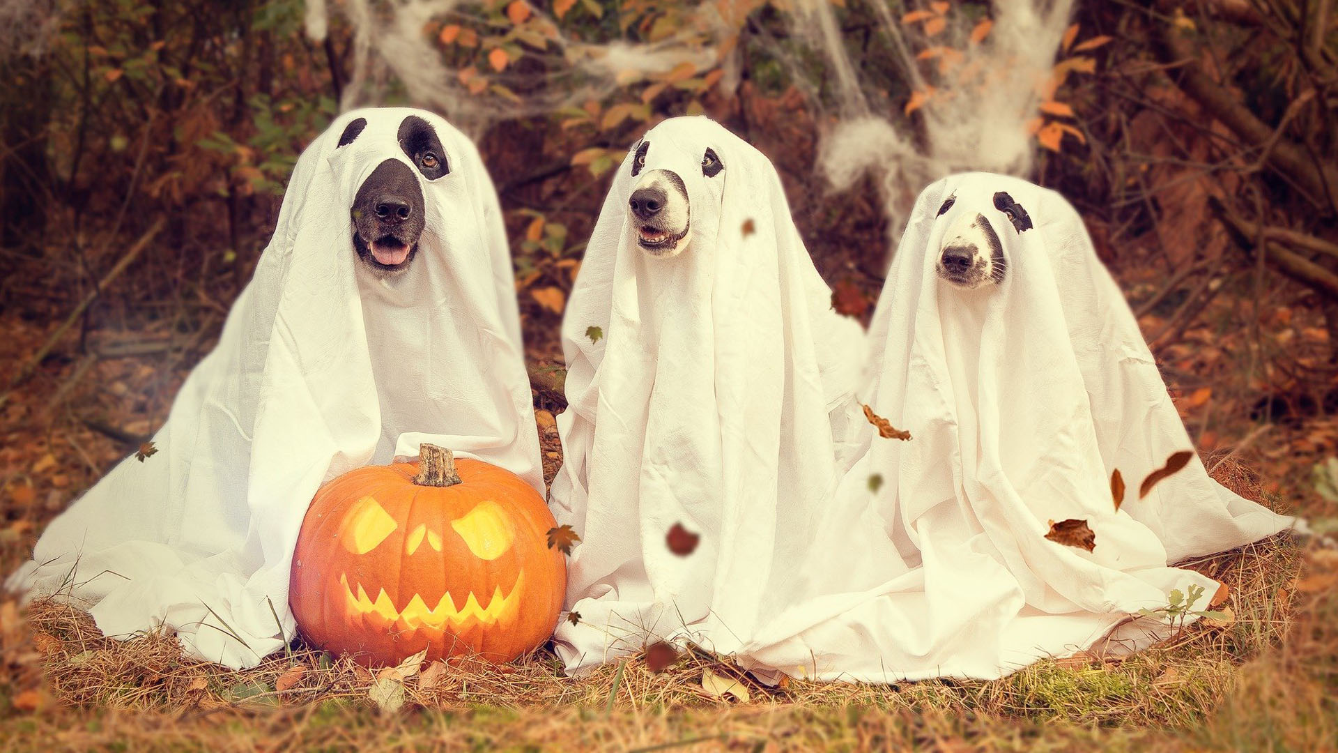 Dog ghosts