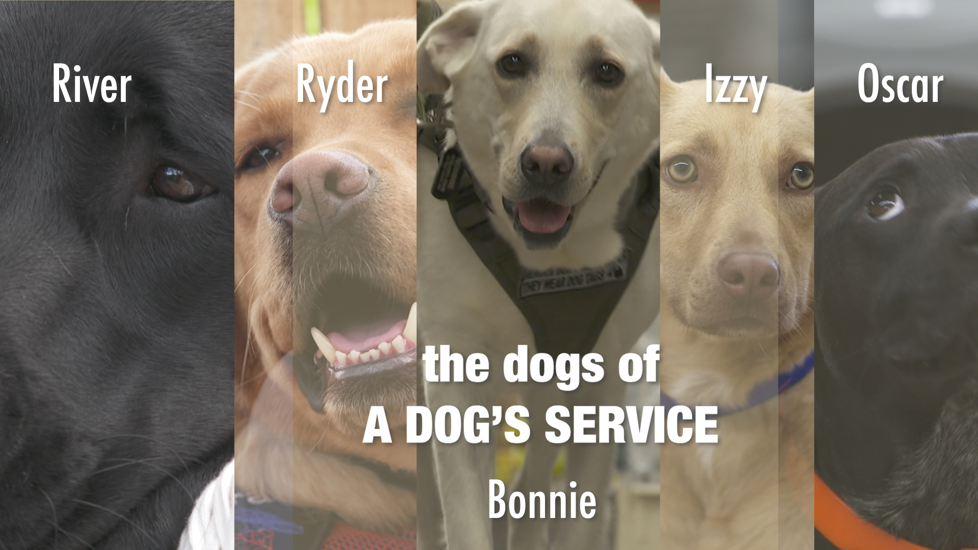 Service dogs