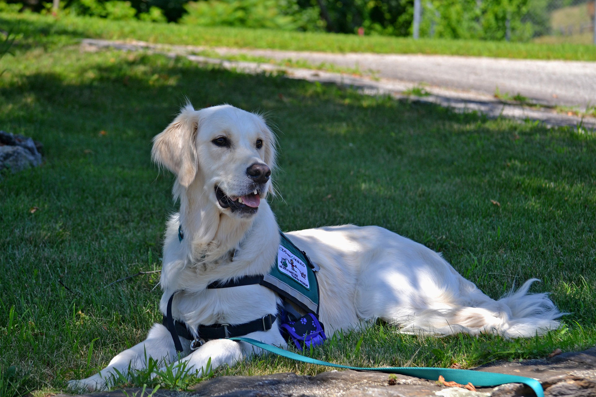 Golden retriever service dog