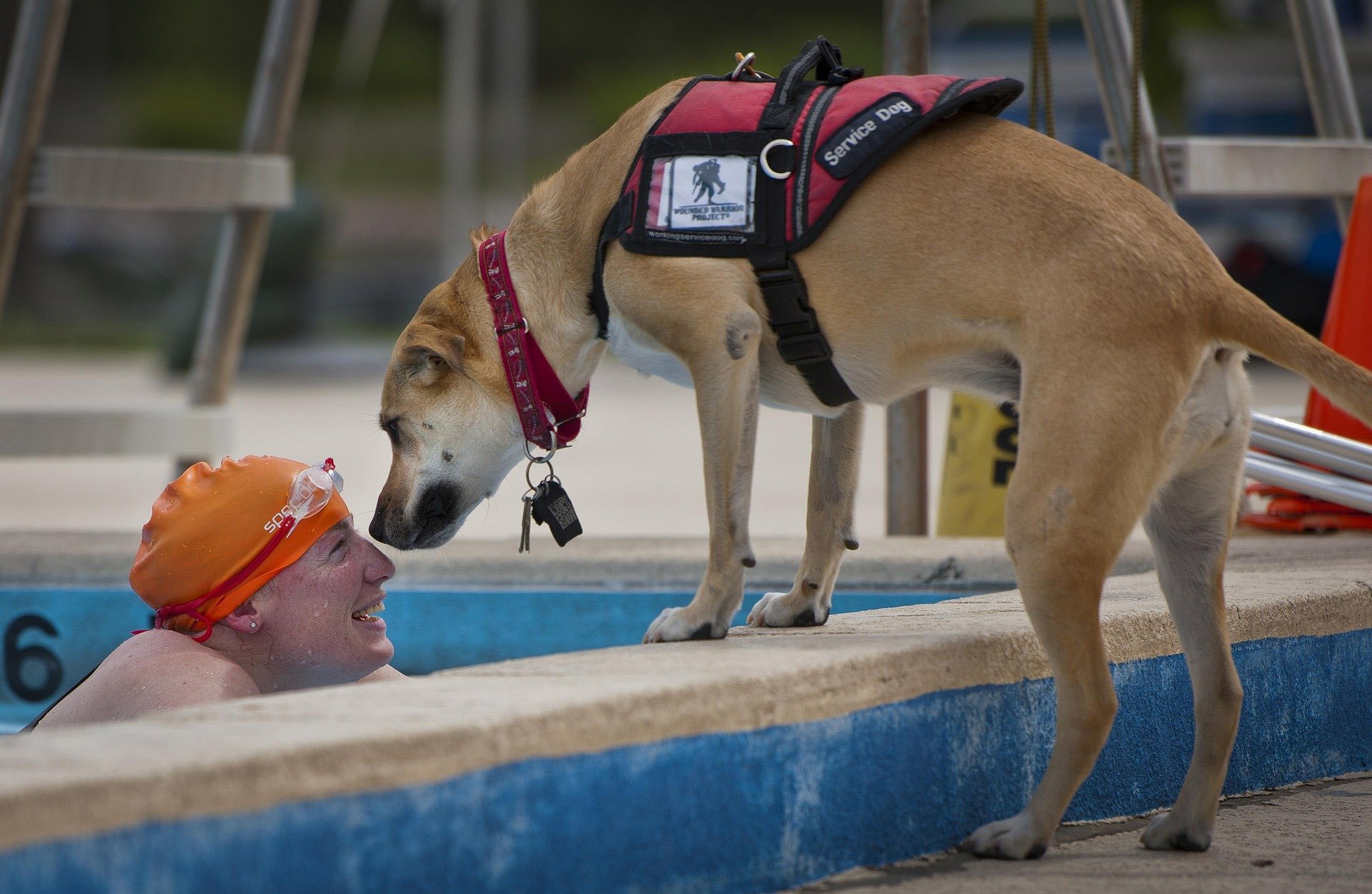 Service dog with person in pool