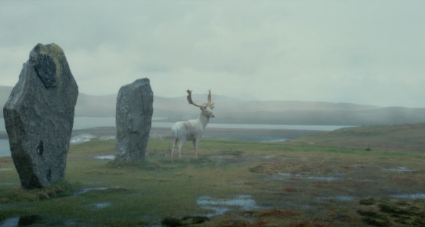 white stag in Scottish highlands