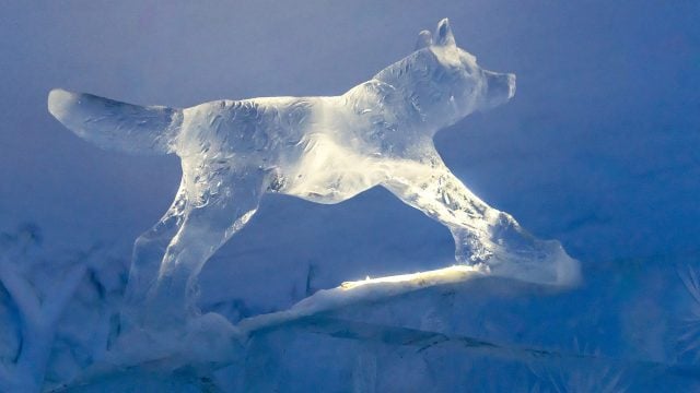 Wolf carved into ice