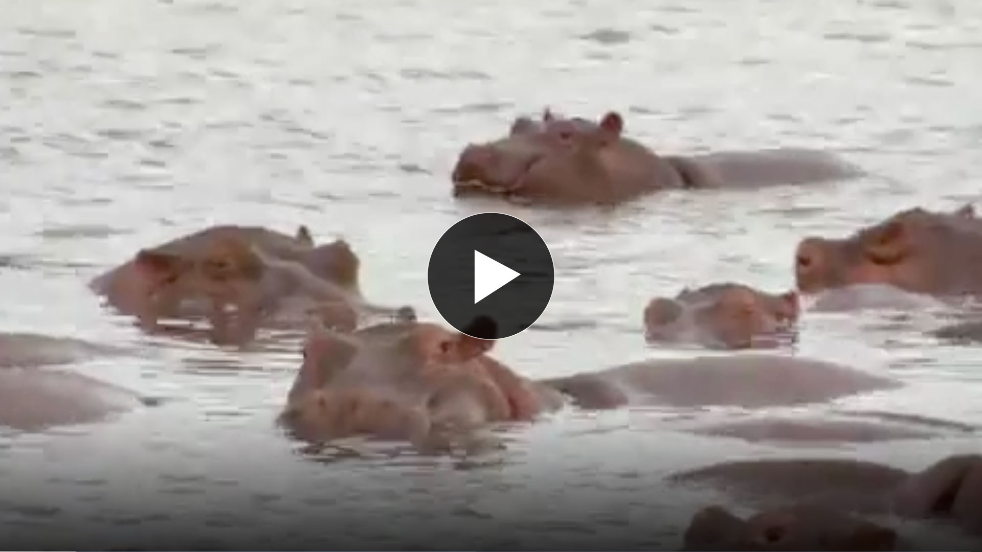 Wild Kratts Hippos