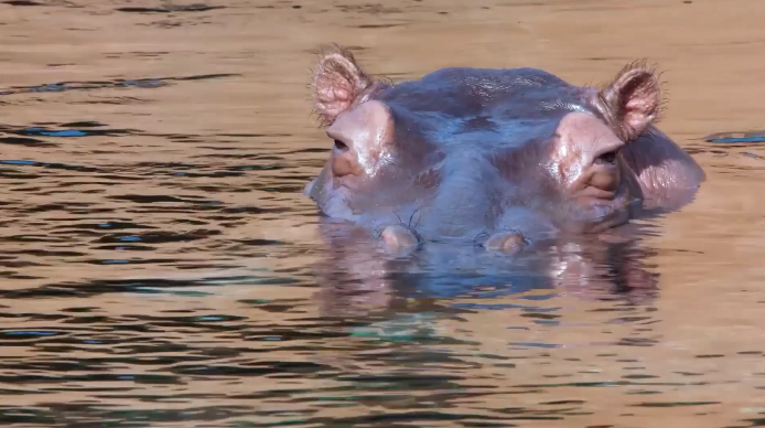 Hippo in water