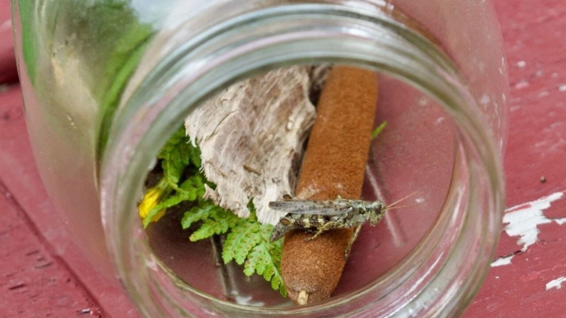 Grasshopper in a jar