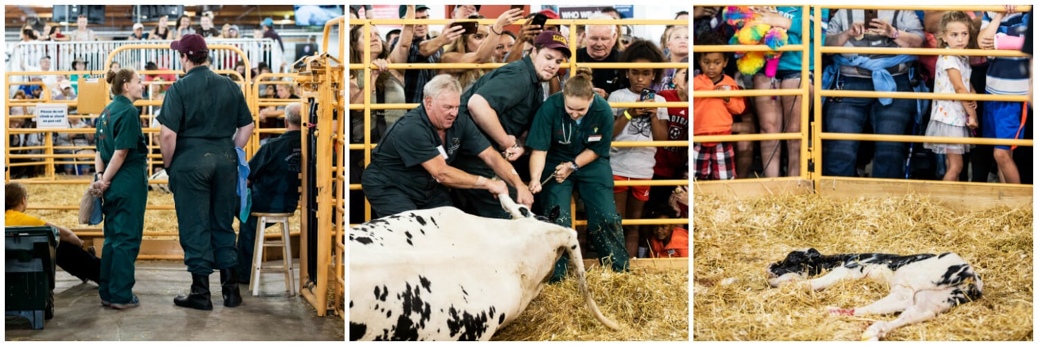 Cow birth at a state fair