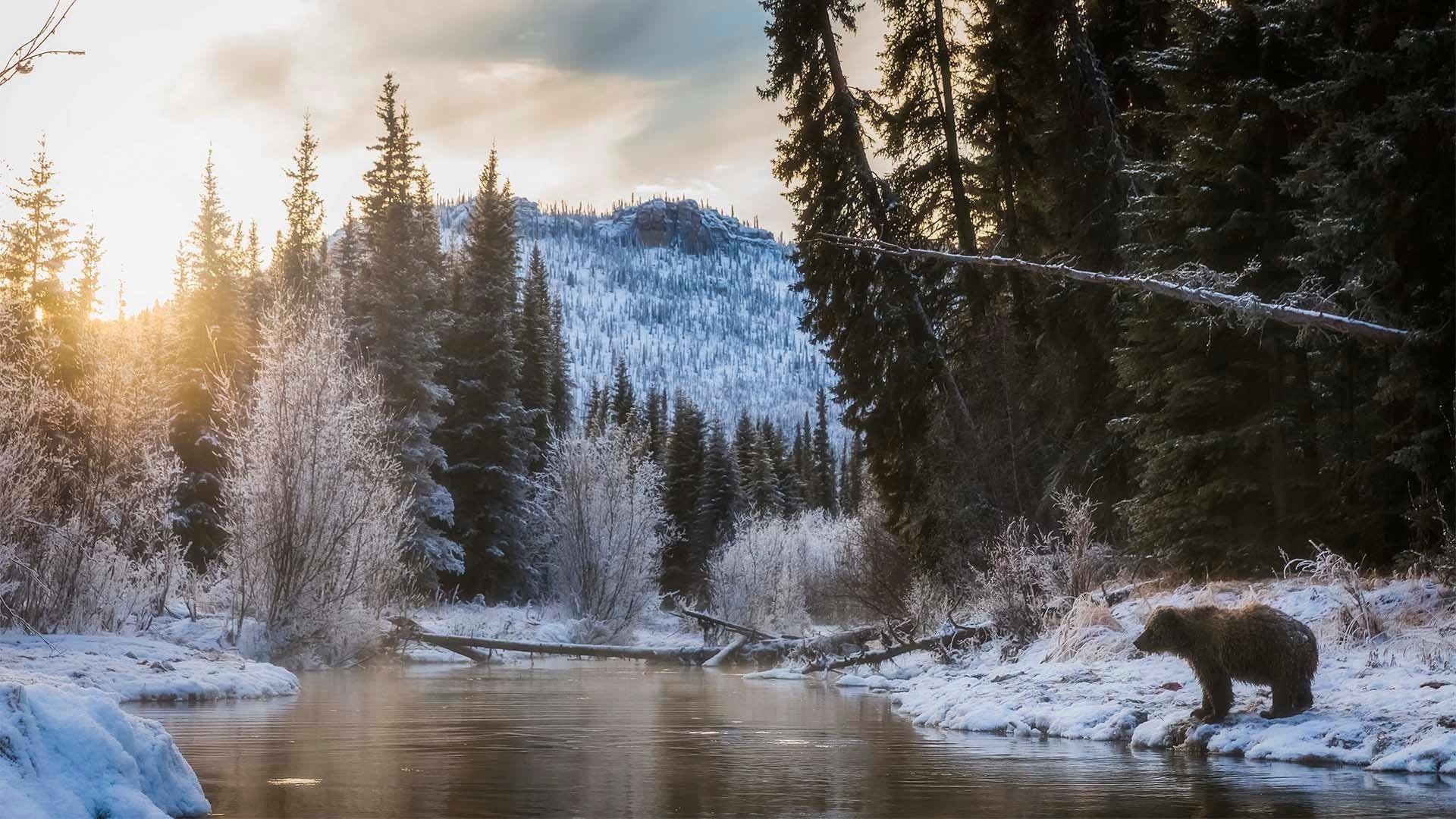 The Yukon winding through a snow covered landscape.