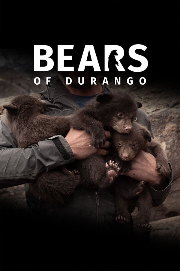 Bear's of Durango
