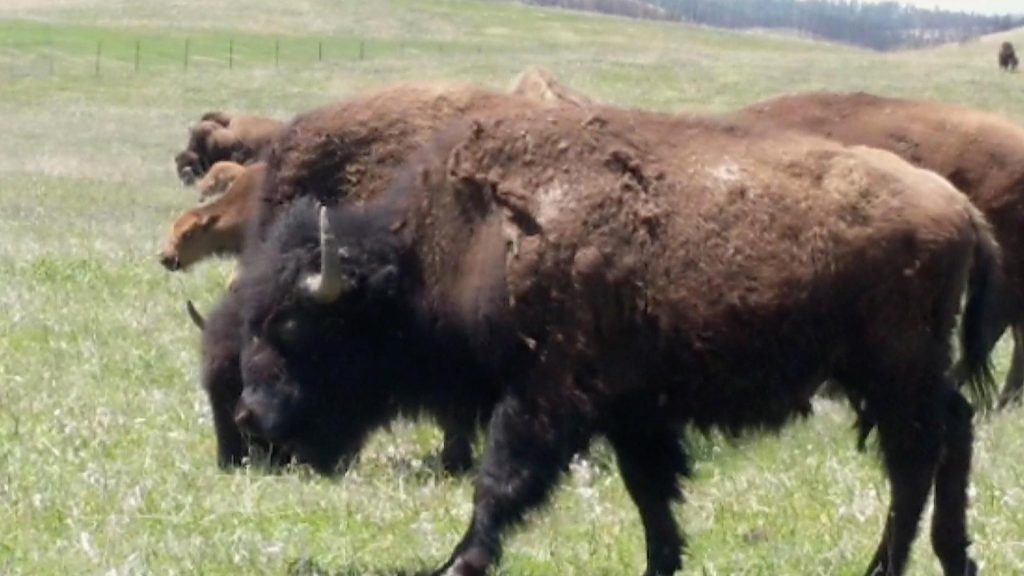 Bison