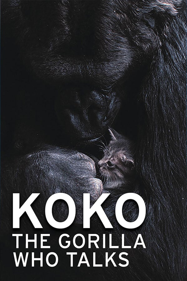 Koko the Gorilla Who Talks